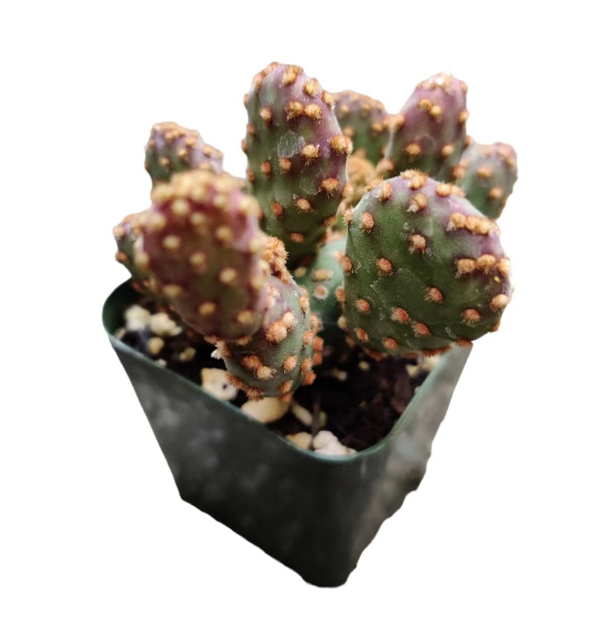 Live Cactus and Succulent plants for Home Office Decor