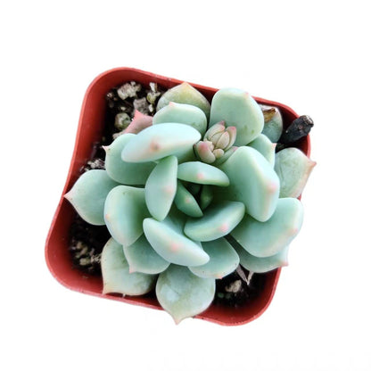 Live Succulent Cactus Plants from USKC (2" Pot) (Euphorbia Mammillaris Variegata)