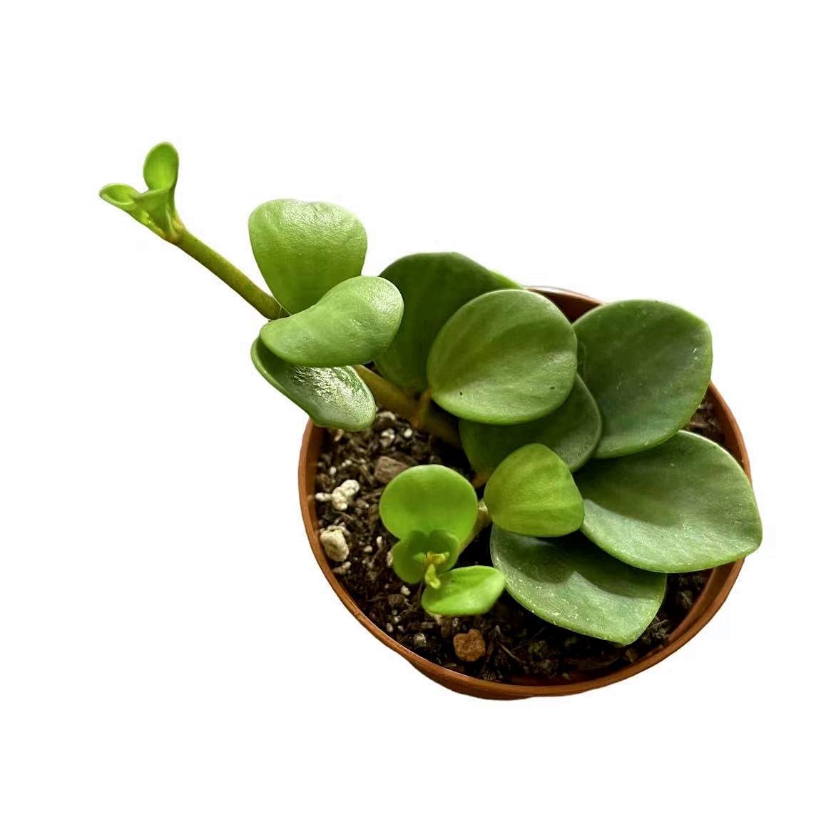 Live Indoor plants for Home Decoration