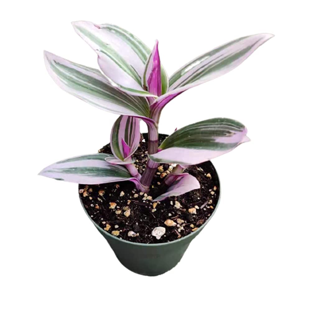 Live Indoor plants for Home Decoration