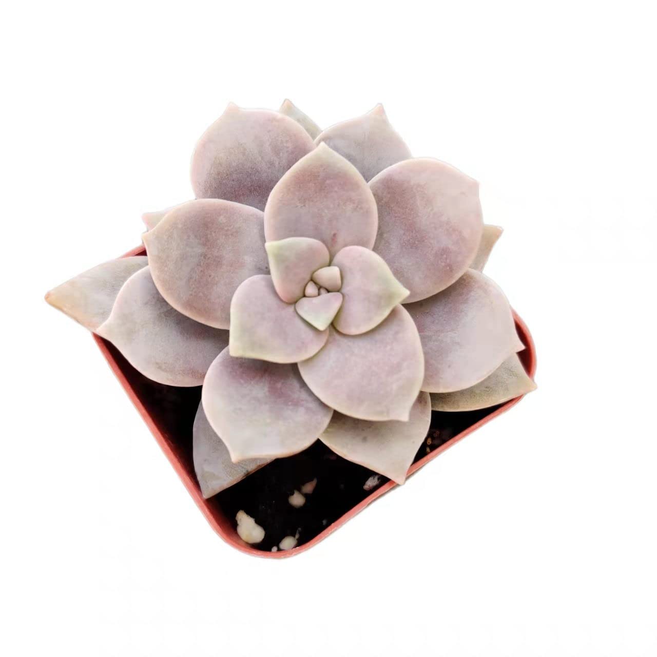 Live Succulent Cactus Plants from USKC (2" Pot) (Euphorbia Mammillaris Variegata)