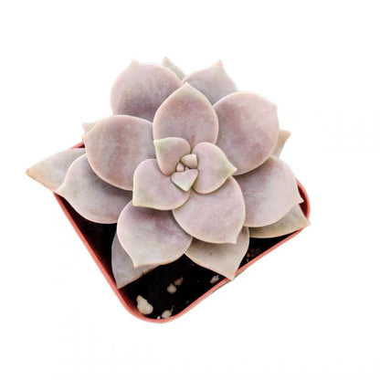 Live Succulent Cactus Plants from USKC (2" Pot) (Euphorbia Mammillaris Variegata)
