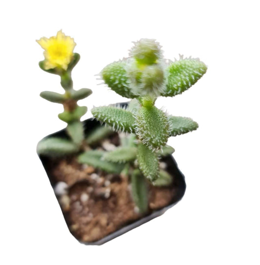 Rare Live Succulent Cactus Plants for Home Office Decor (2" Pot Variegated Delosperma echinatum - Variegated Pickle Plant) - 2"pot Delosperma echinatum - Pickle Plant