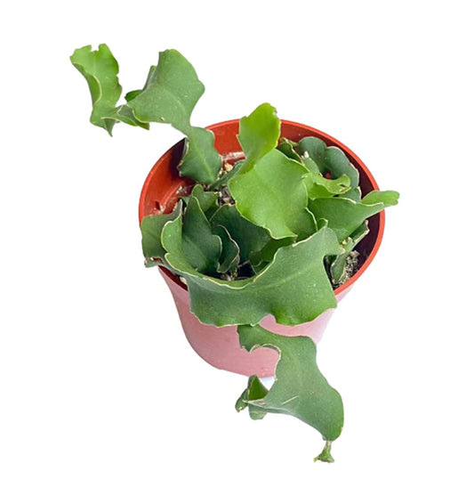 Live Indoor plants for Home Decoration - 4"pot Epiphyllum Curly Sue