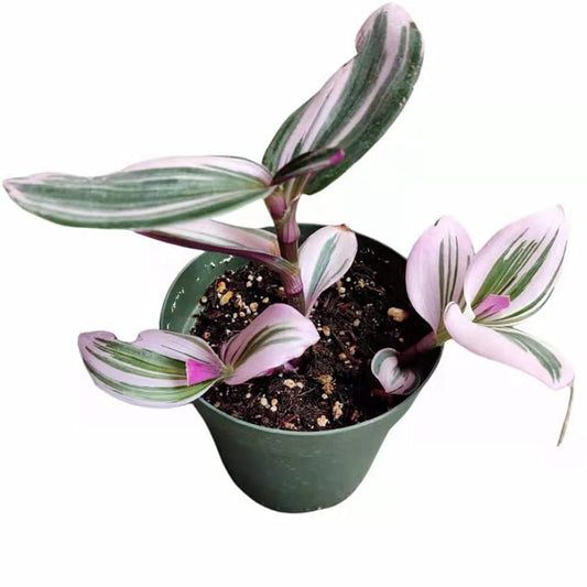Live Indoor plants for Home Decoration - 4"pot Tradescantia Nanouk