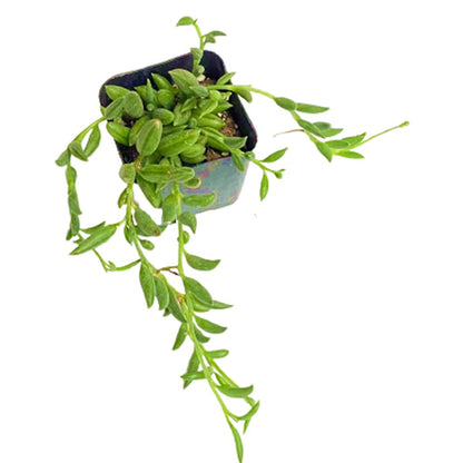 Live Trailing Plants String Plants (2”Pot String of Watermelons)