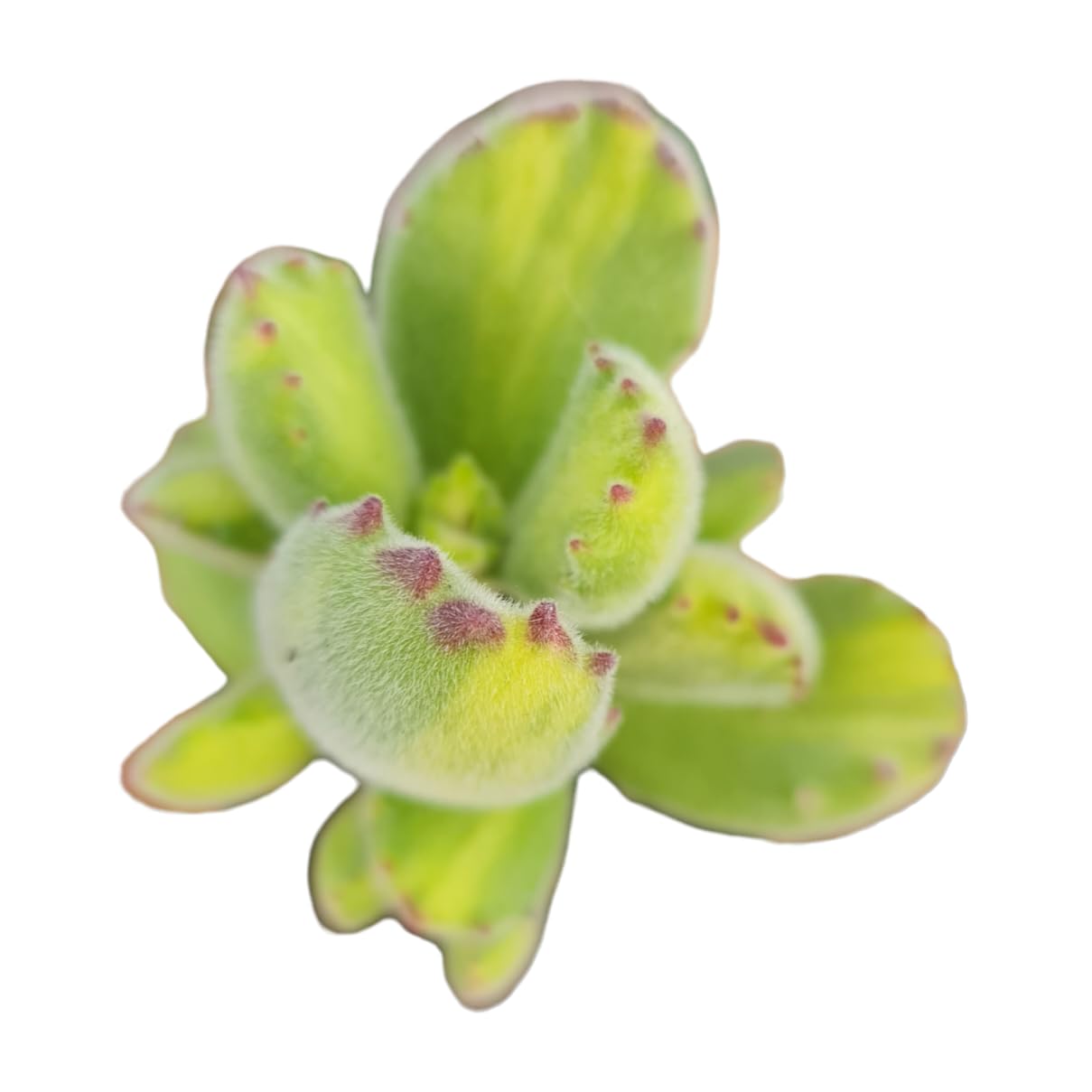 Rare Live Succulent Cactus Plants for Home Office Decor (2" Pot Variegated Delosperma echinatum - Variegated Pickle Plant) - Variant 14
