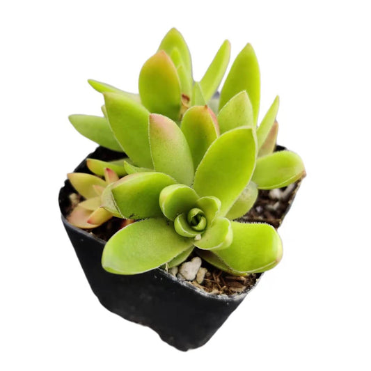 Live Cactus Succulent Plants for Home Decoration - 2"pot Crassula Capitella Campfire