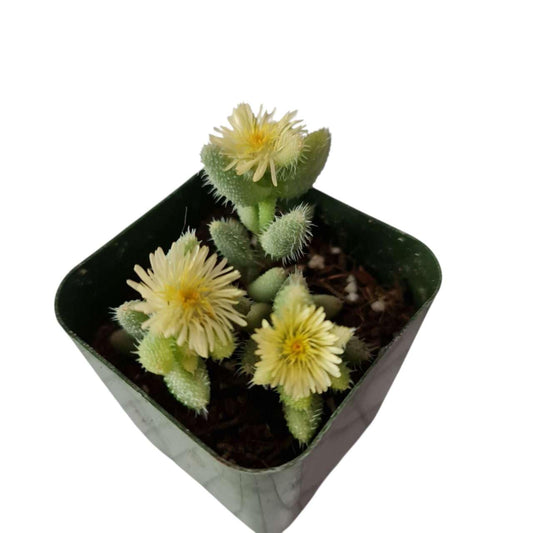 Rare Live Succulent Cactus Plants for Home Office Decor (2" Pot Variegated Delosperma echinatum - Variegated Pickle Plant)