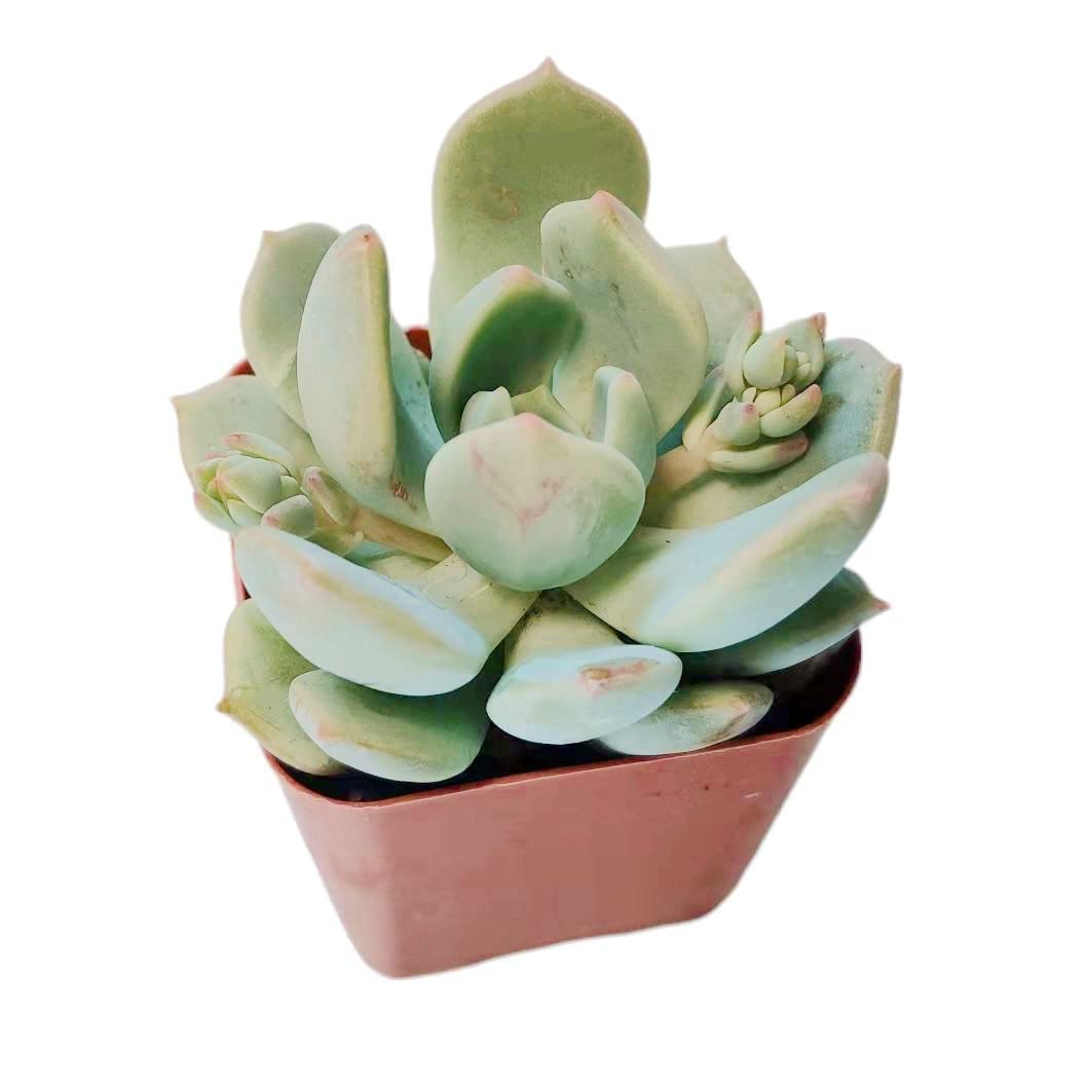 Live Succulent Cactus Plants from USKC (2" Pot) (Euphorbia Mammillaris Variegata)