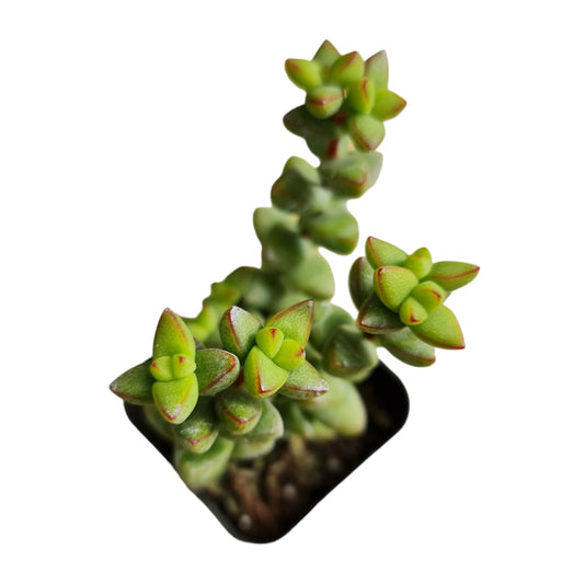 Live Succulent Cactus Plants  Variant 43