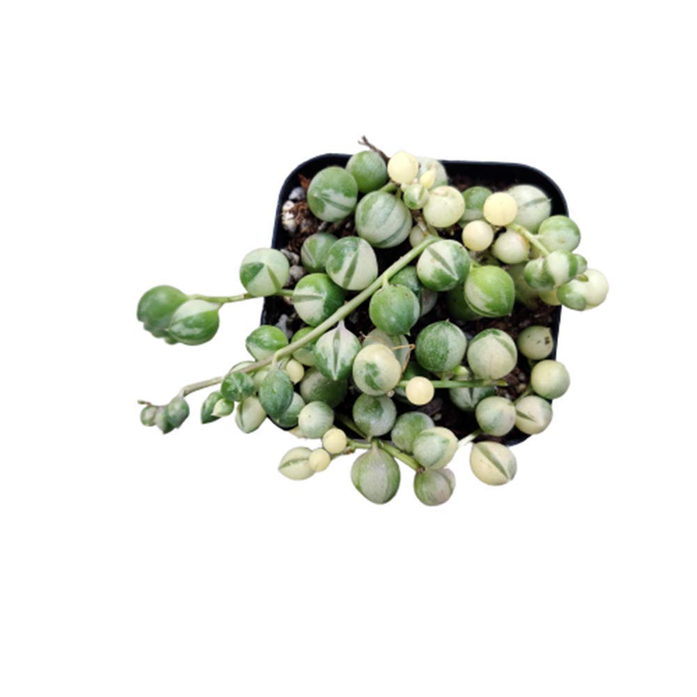 Live Succulent Plants String of pearls variegated ( 2" pot)