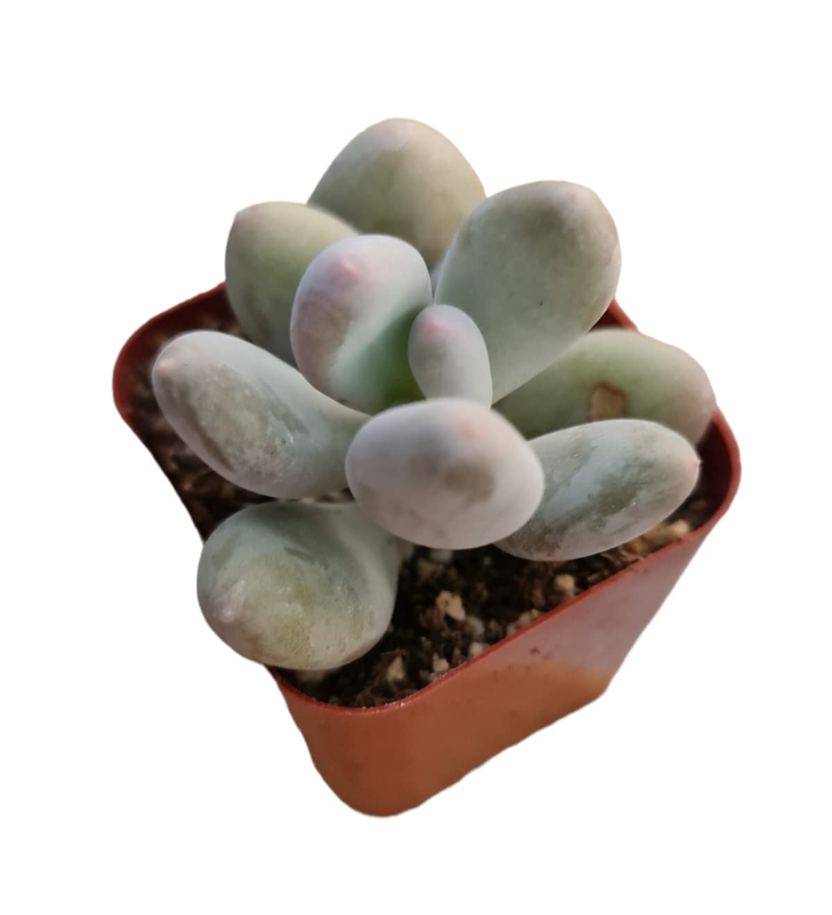 Live Succulent Cactus Plants (2" Pot Crassula Estagnol Spiralis)