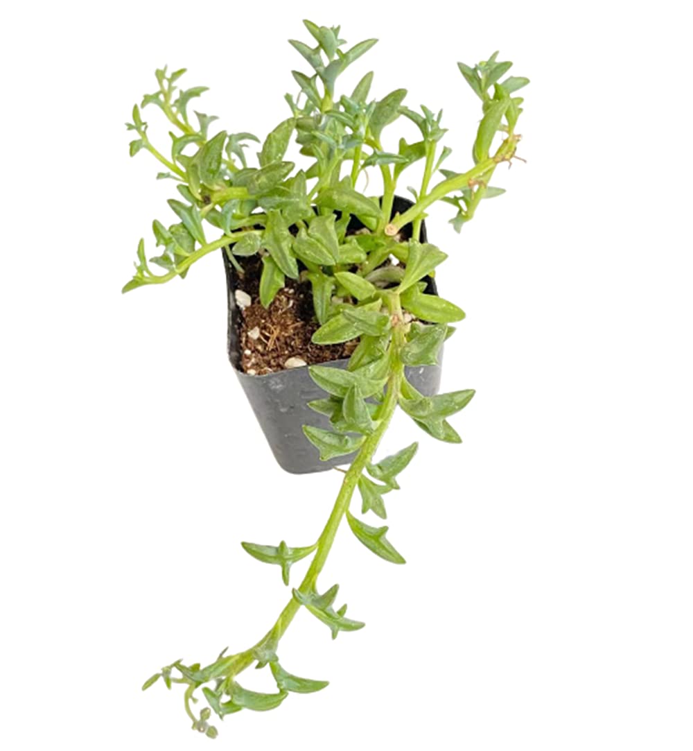 Live Trailing Plants String Plants for Home Decoration
