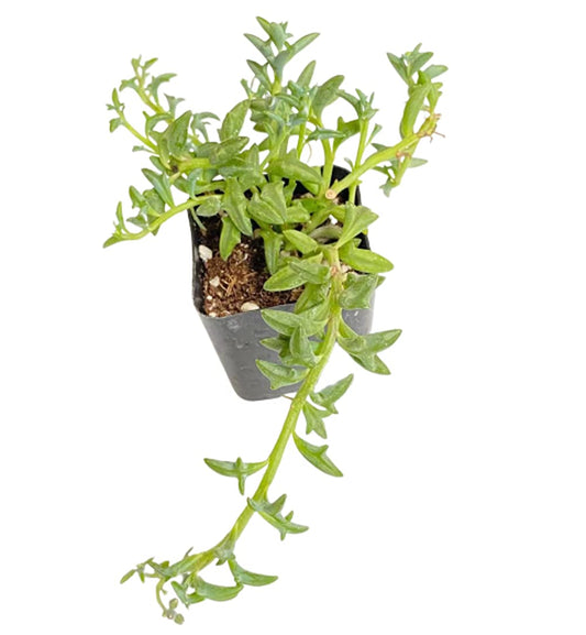 Live Trailing Plants String Plants for Home Decoration - 2"pot String of Dolphins