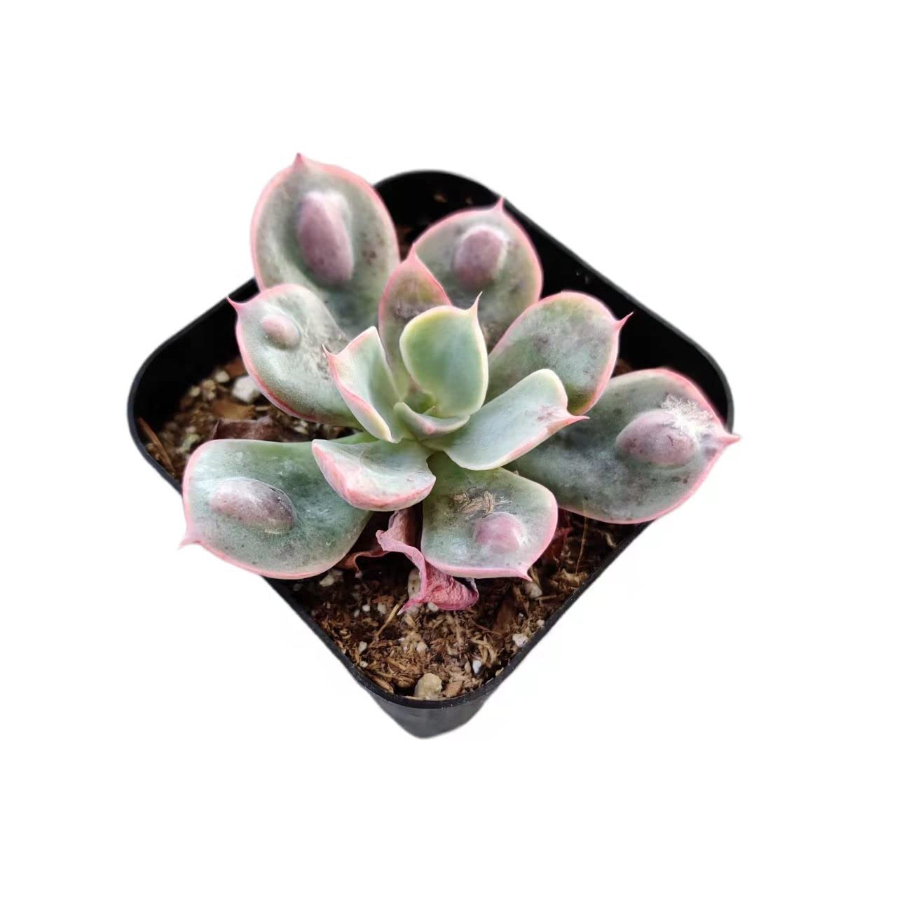 Live Cactus Succulent Plants for Home Decoration