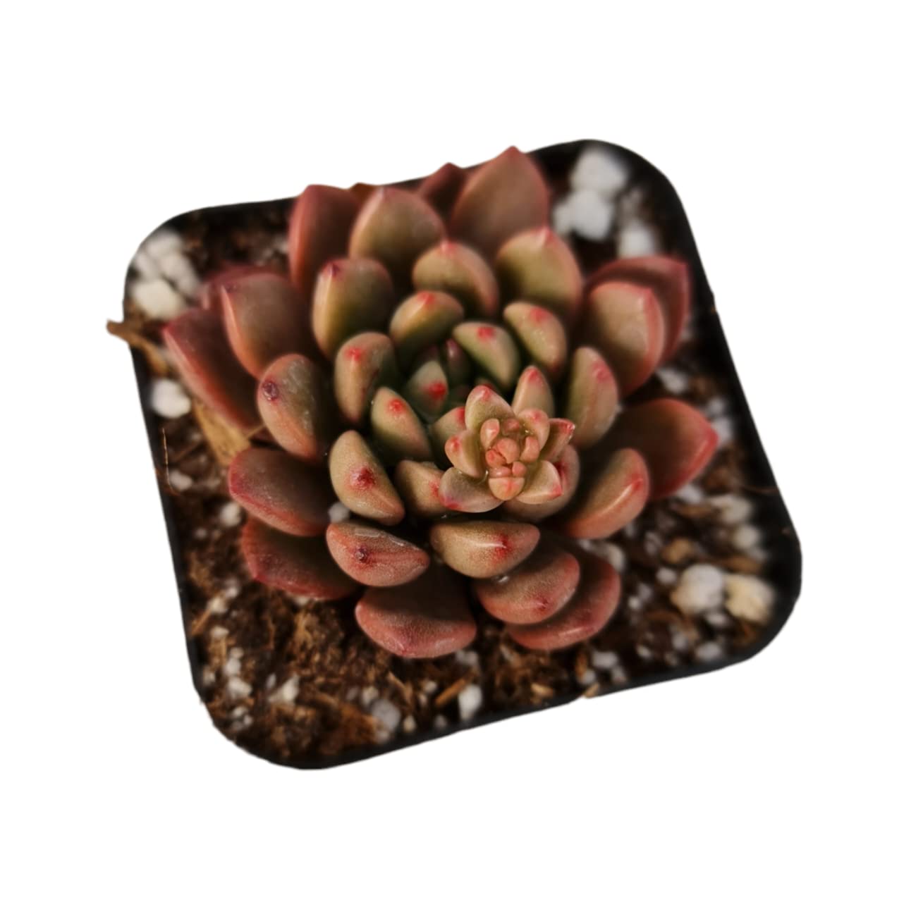 Live Cactus and Succulent plants for Home Office Decor