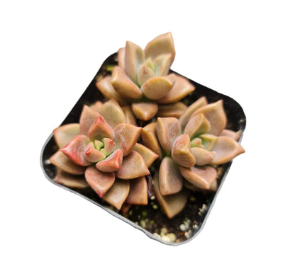 Live Succulent Cactus Plants from USKC (2" Pot) (Euphorbia Mammillaris Variegata)