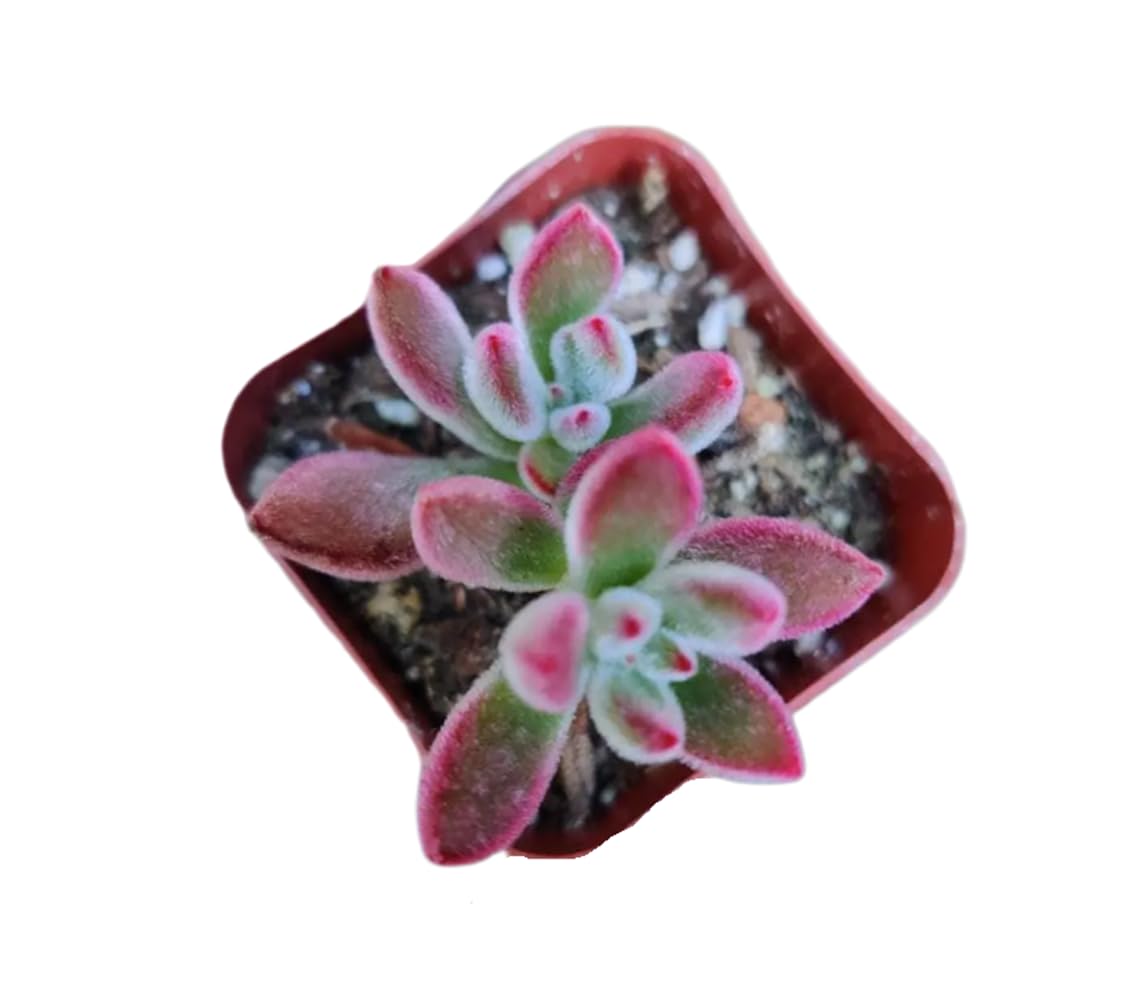 Live Succulent Cactus Plants from USKC (2" Pot) (Euphorbia Mammillaris Variegata)