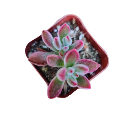Live Succulent Cactus Plants from USKC (2" Pot) (Euphorbia Mammillaris Variegata)