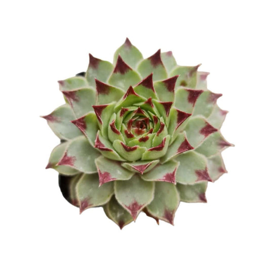 Live Succulent Cactus Plants for Home Office Decor - 2"pot Sempervivum Calcareum