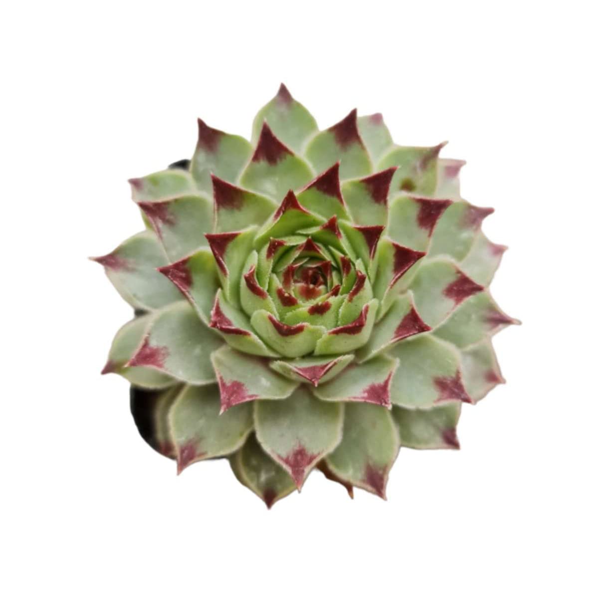 Live Succulent Cactus Plants (2" Pot Crassula Estagnol Spiralis)