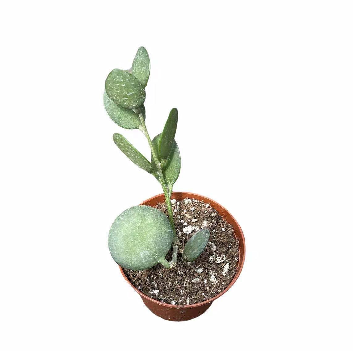 Live Trailing Plants String Plants for Home Decoration