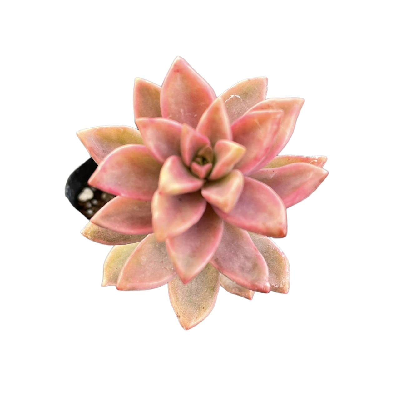Live Sedum plants Succulent plants for Home Decor