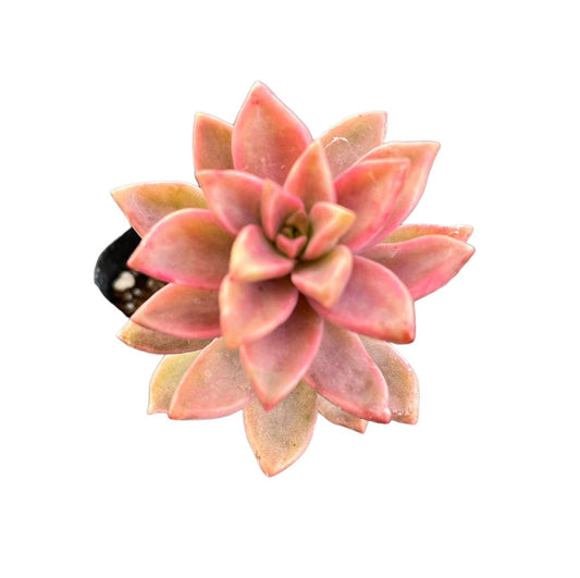 Live Sedum plants Succulent plants for Home Decor - 2"pot Sedum 'Chocolate' Variegated