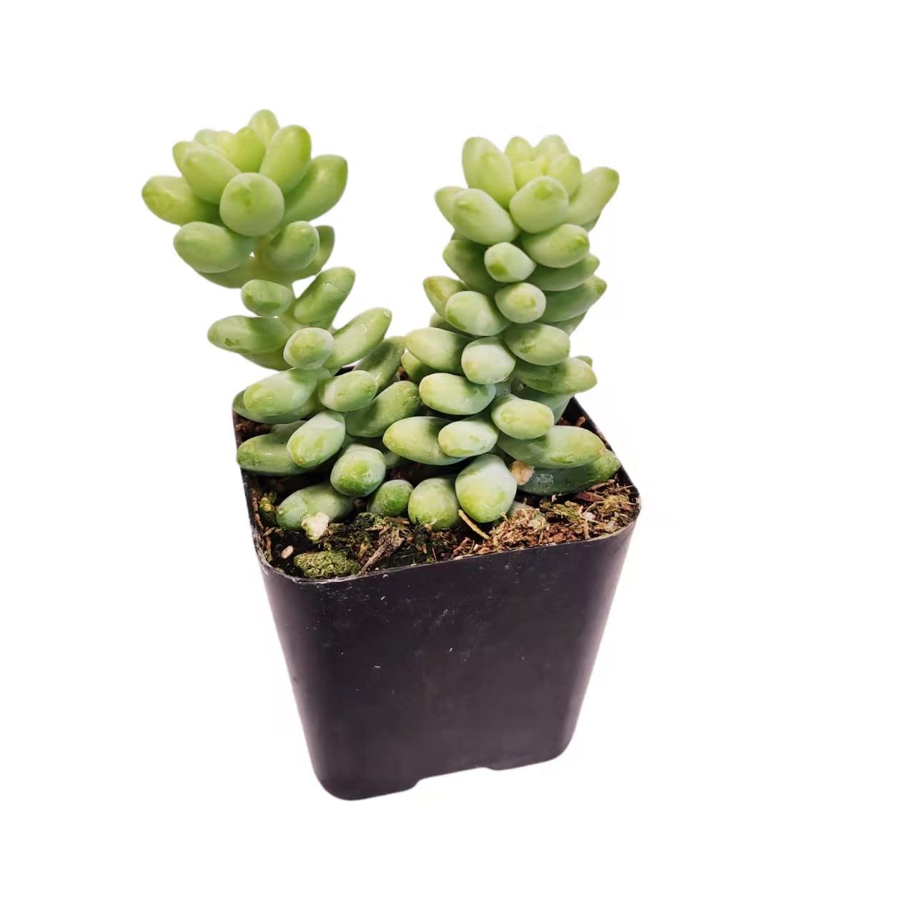 Live Succulent Cactus Plants from USKC (2" Pot) (Euphorbia Mammillaris Variegata)