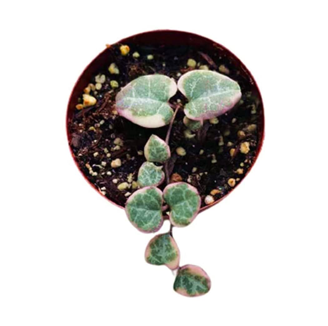 Live Succulent Cactus Plants (2" Pot Crassula Estagnol Spiralis)