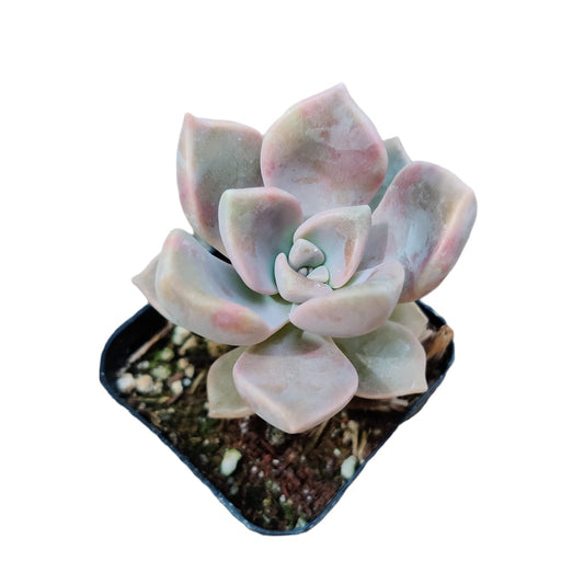 Live Succulent Cactus Plants for Home Office Decor - 2‘’pot Graptopetalum Paraguayense Ghosty