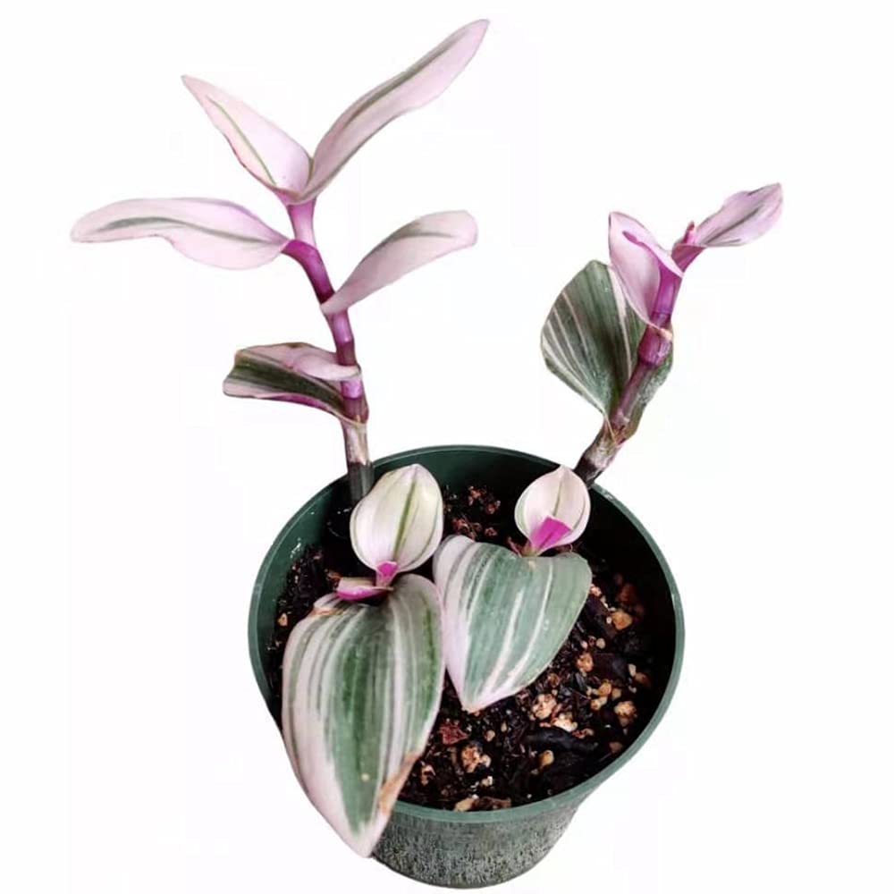 Live Indoor plants for Home Decoration