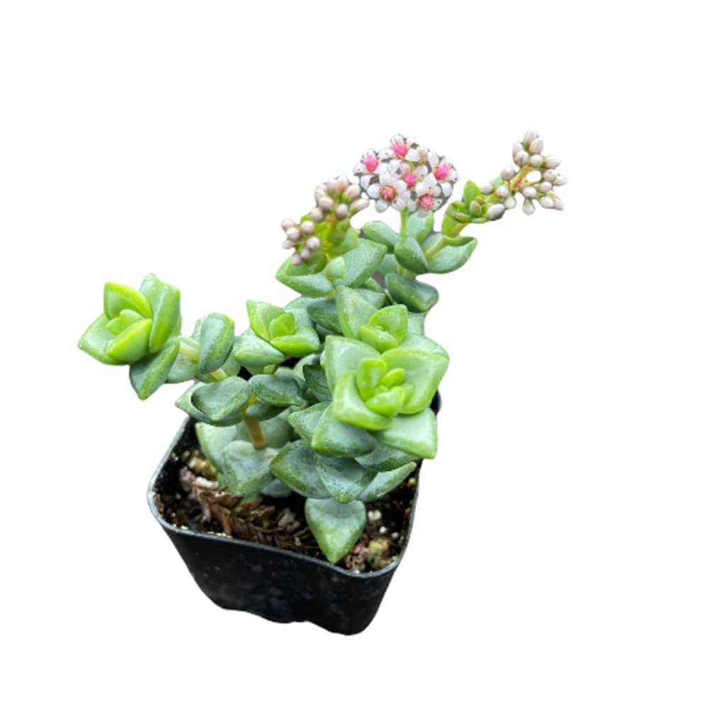 Live Succulent Cactus Plants from USKC (2" Pot) (Euphorbia Mammillaris Variegata)