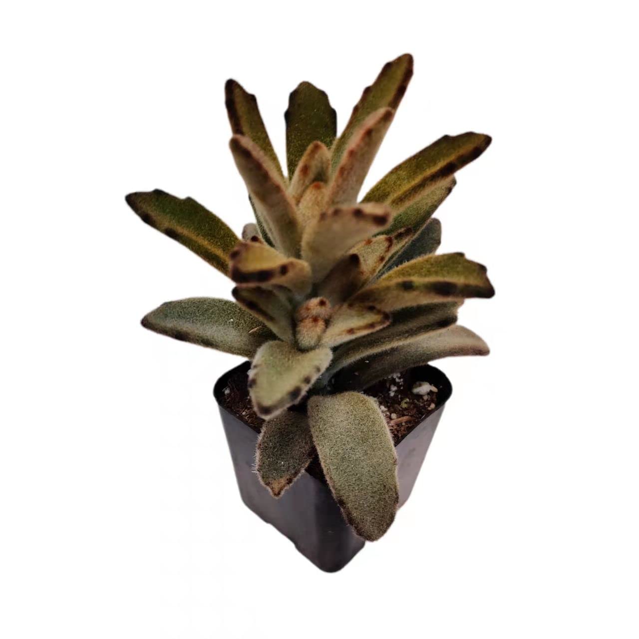 Live Succulent Cactus Plants from USKC (2" Pot) (Euphorbia Mammillaris Variegata)