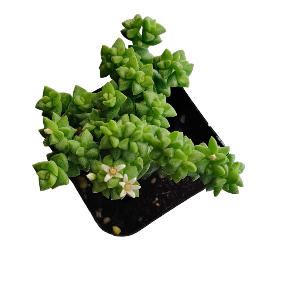 Live Cactus Succulent Plants for Home Decoration