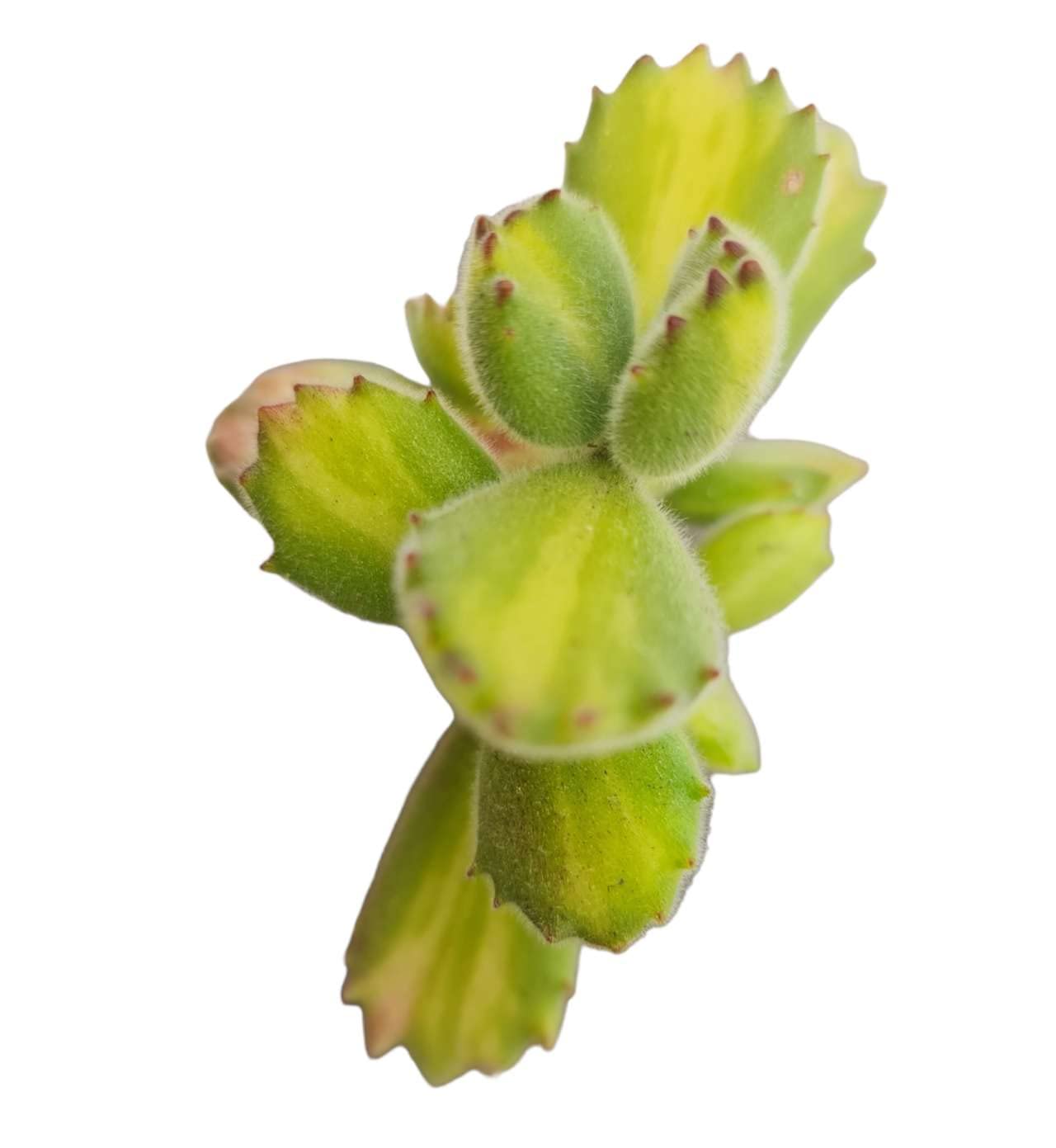 Rare Live Succulent Cactus Plants for Home Office Decor (2" Pot Variegated Delosperma echinatum - Variegated Pickle Plant) - Variant 16