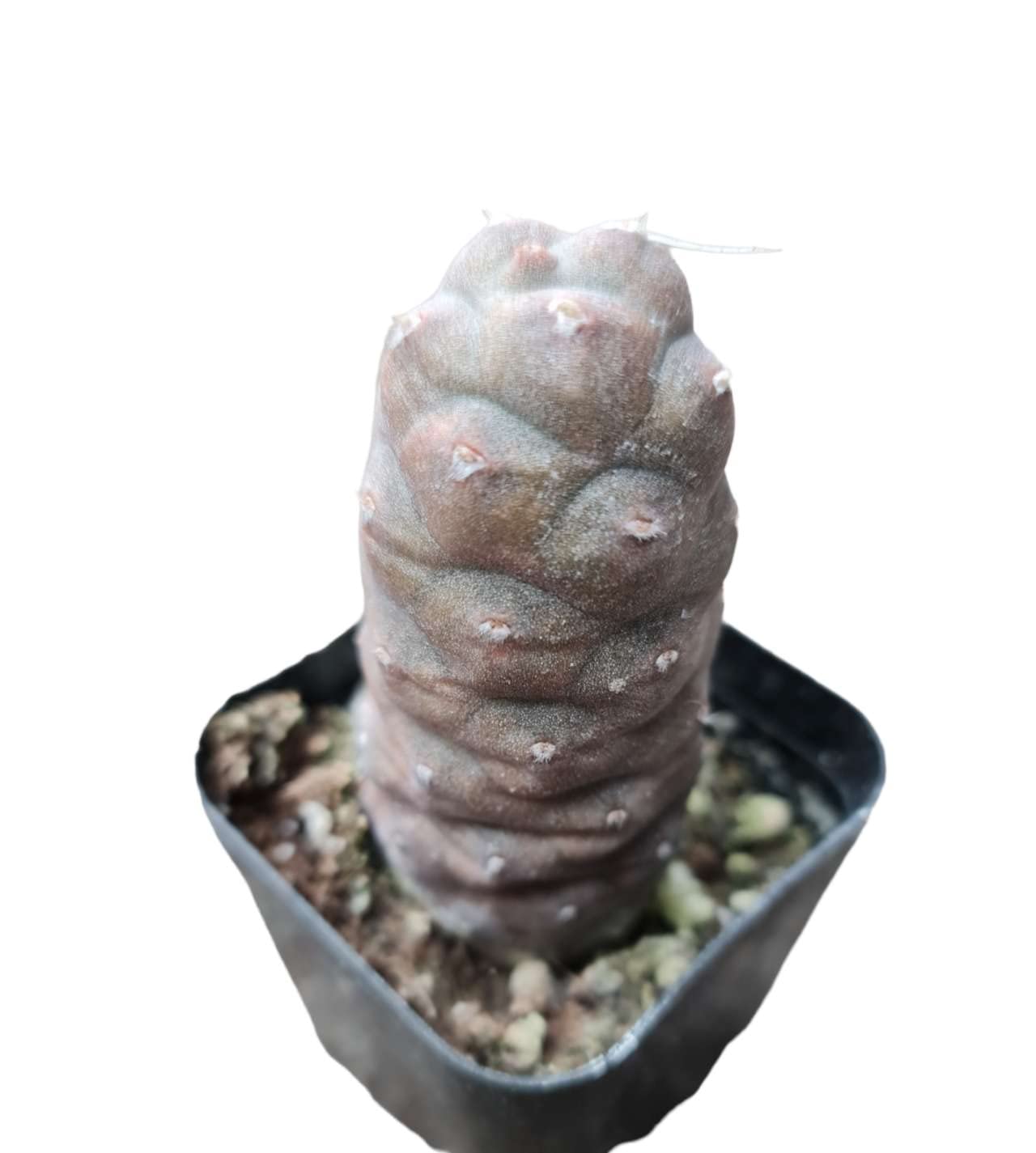 Live Cactus plants for Home Office Decoration