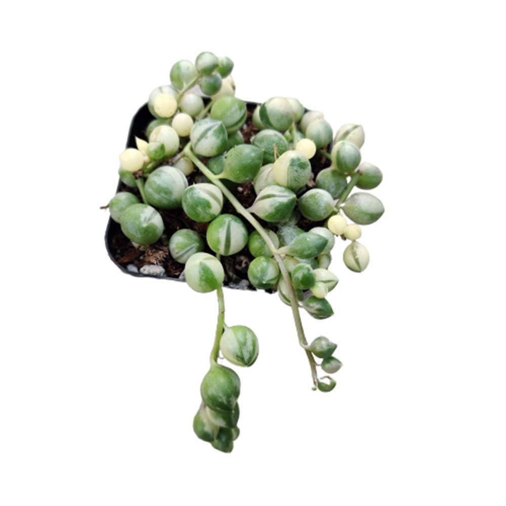 Live Succulent Plants String of pearls variegated ( 2" pot)