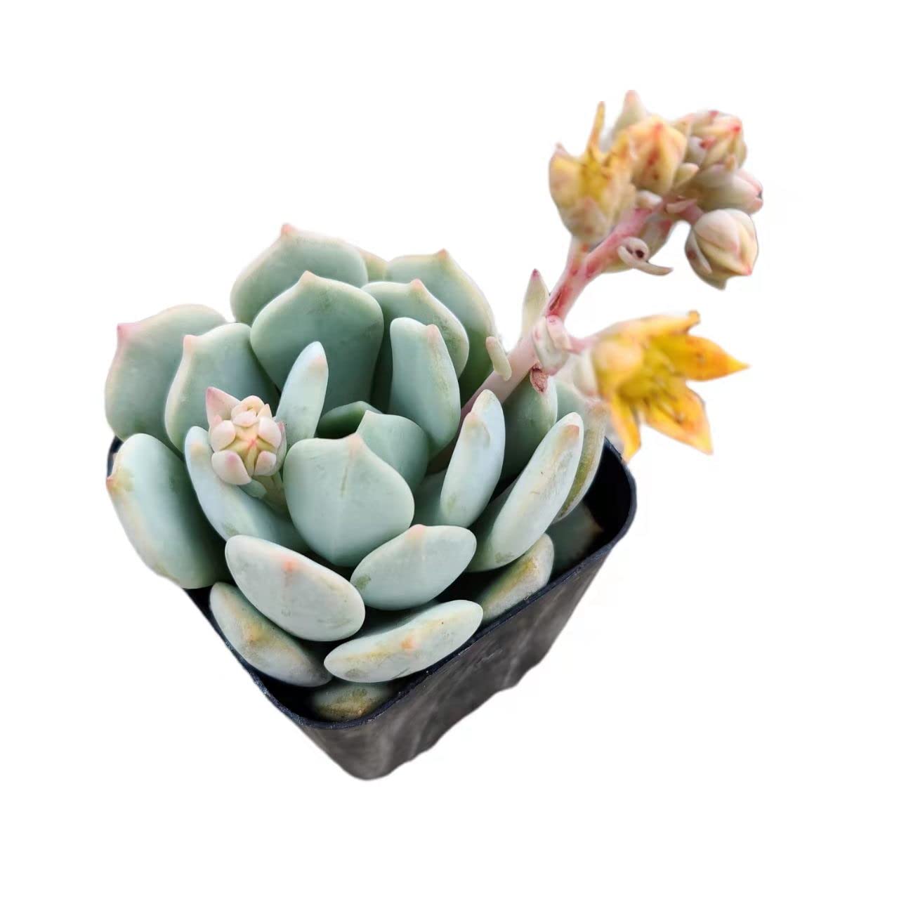 Live Succulent Cactus Plants from USKC (2" Pot) (Euphorbia Mammillaris Variegata)