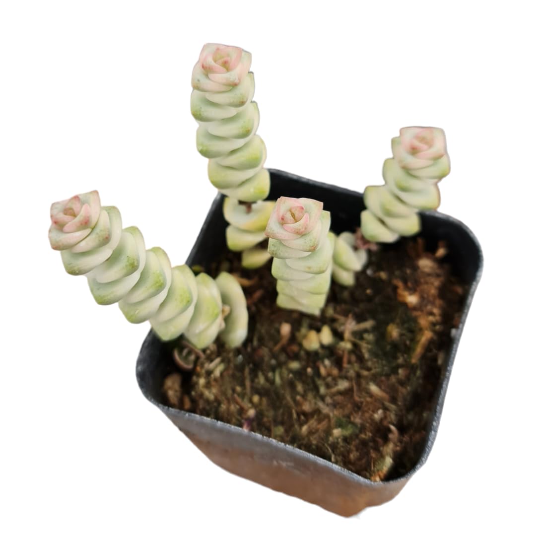 Live Crassula Plants for Home Decor