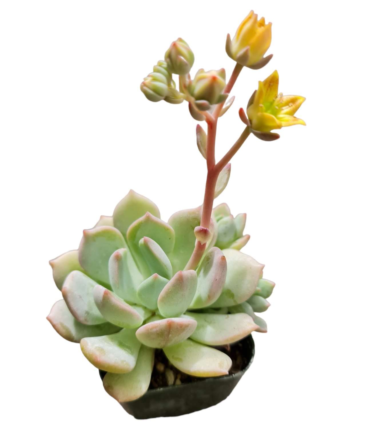 Live Succulent Cactus Plants from USKC (2" Pot) (Euphorbia Mammillaris Variegata)