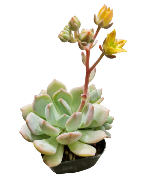 Live Succulent Cactus Plants from USKC (2" Pot) (Euphorbia Mammillaris Variegata) - Variant 51