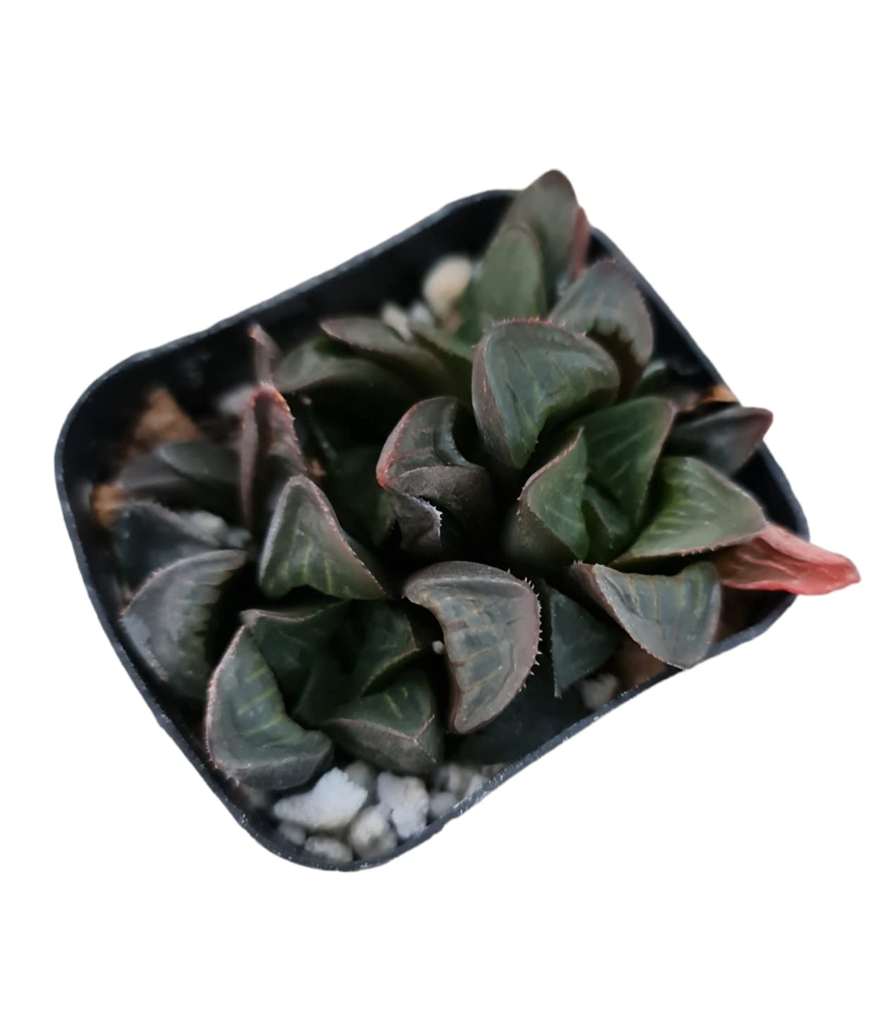 Live Haworthia Plants for Home Office Decor