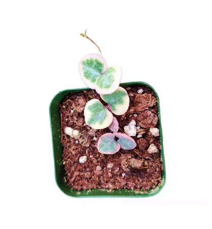 Live Succulent Cactus Plants (2" Pot Crassula Estagnol Spiralis)