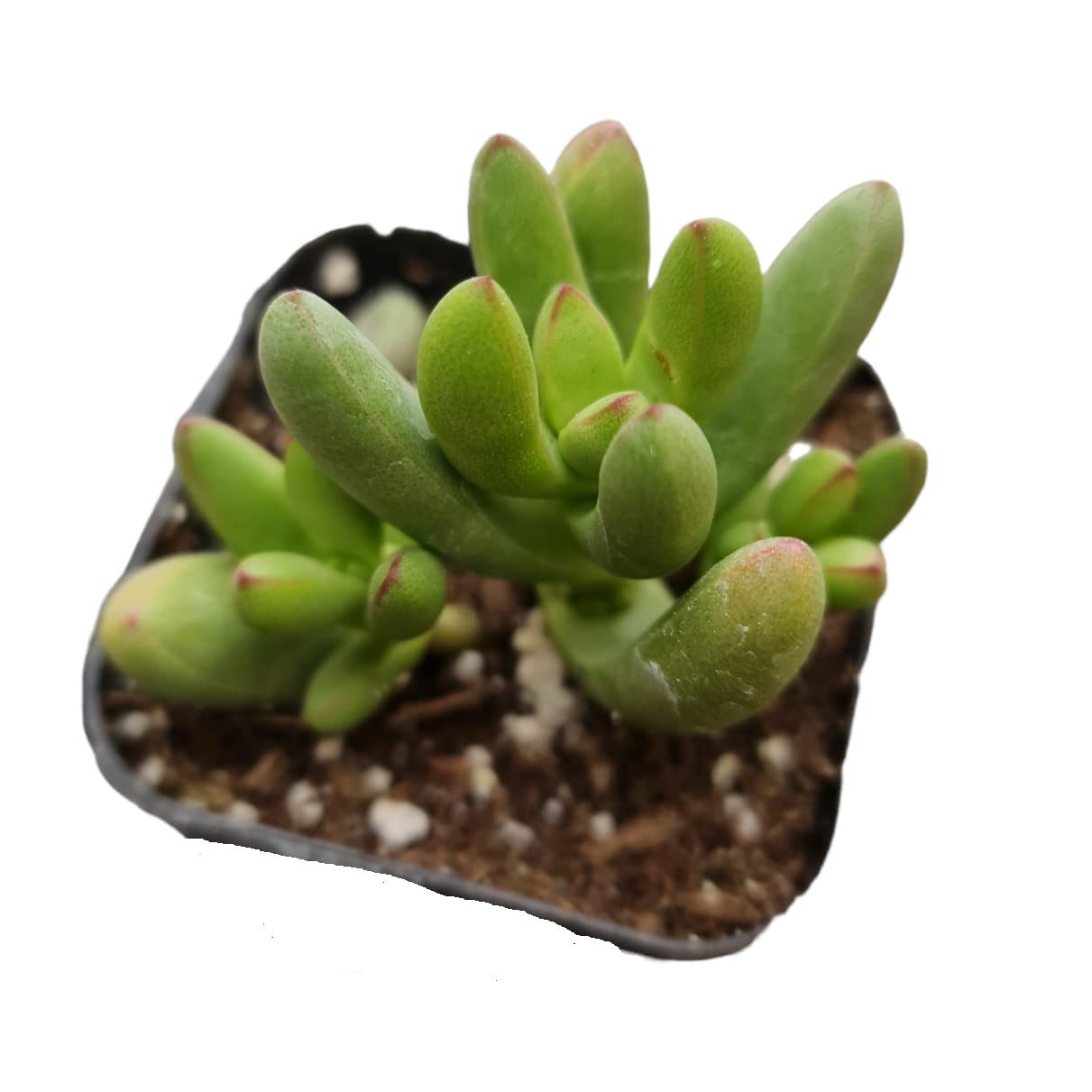 Live Crassula Plants for Home Decor