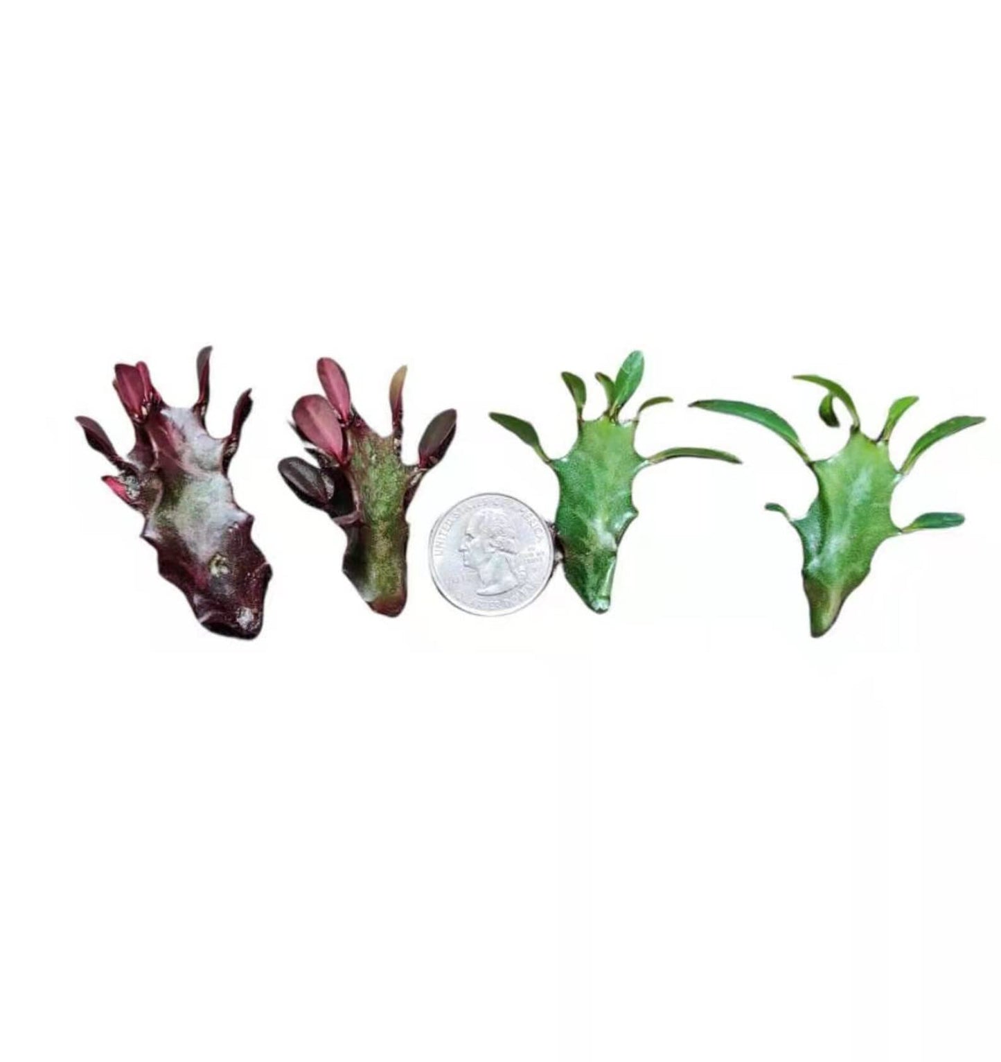 No Root Plant cuttings from USKC (3pc Tradescantia fluminensis variegata no Root cuttings)