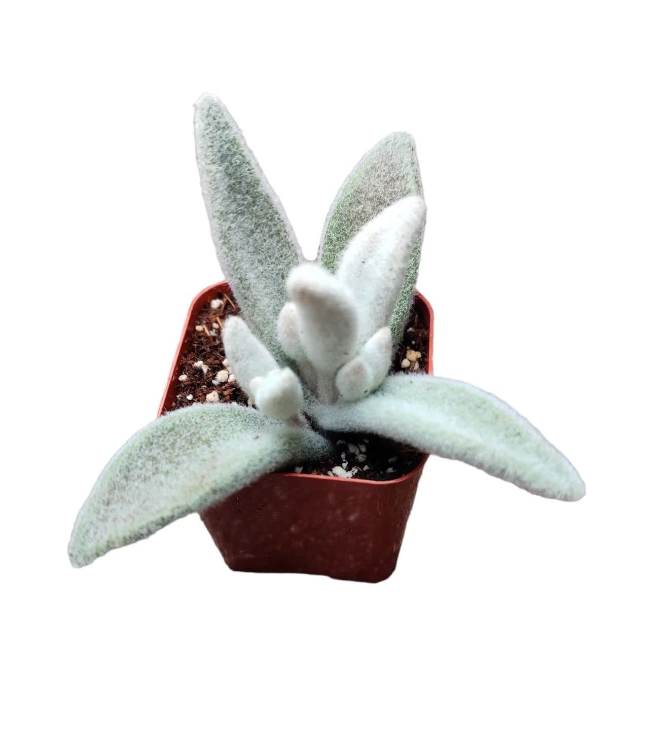Live Cactus and Succulent plants for Home Office Decor