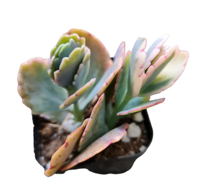 Live Cactus Succulent Plants from USKC (2" Pot Blue Candle Cactus Myrtillocactus Geometrizans)