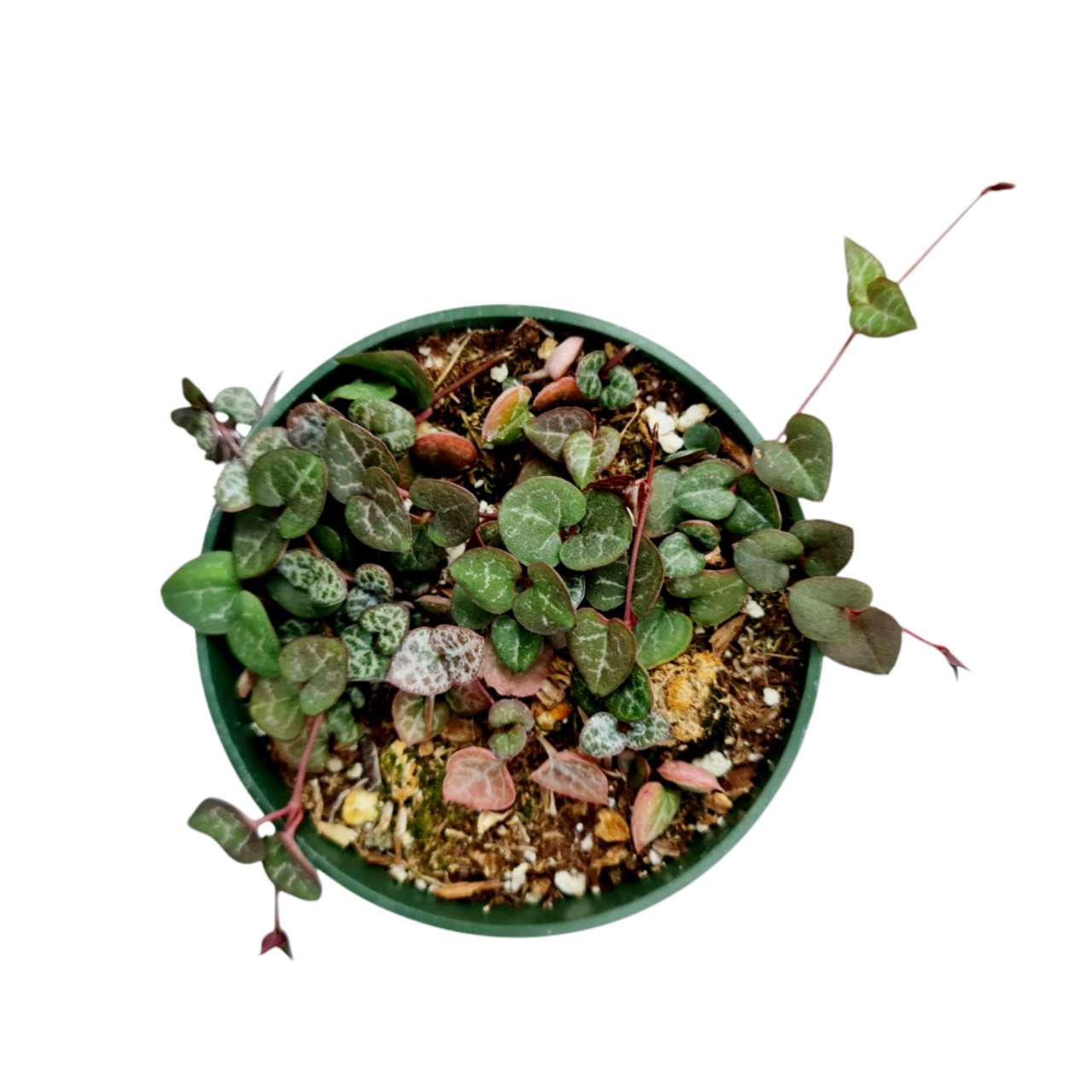 Live Trailing Succulent Plants 4" Pot  String of Hearts(Non-variegated) Live plants